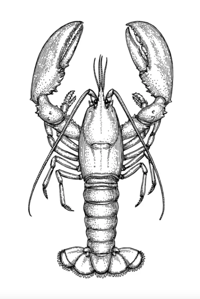 The American Lobster and Global Climate Change