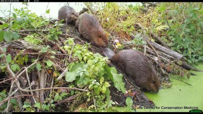 The Beaver Restoration and Assessment Tool (BRAT):